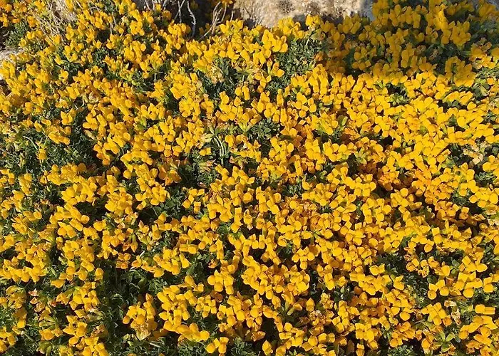 Ses Orenetes Apartment